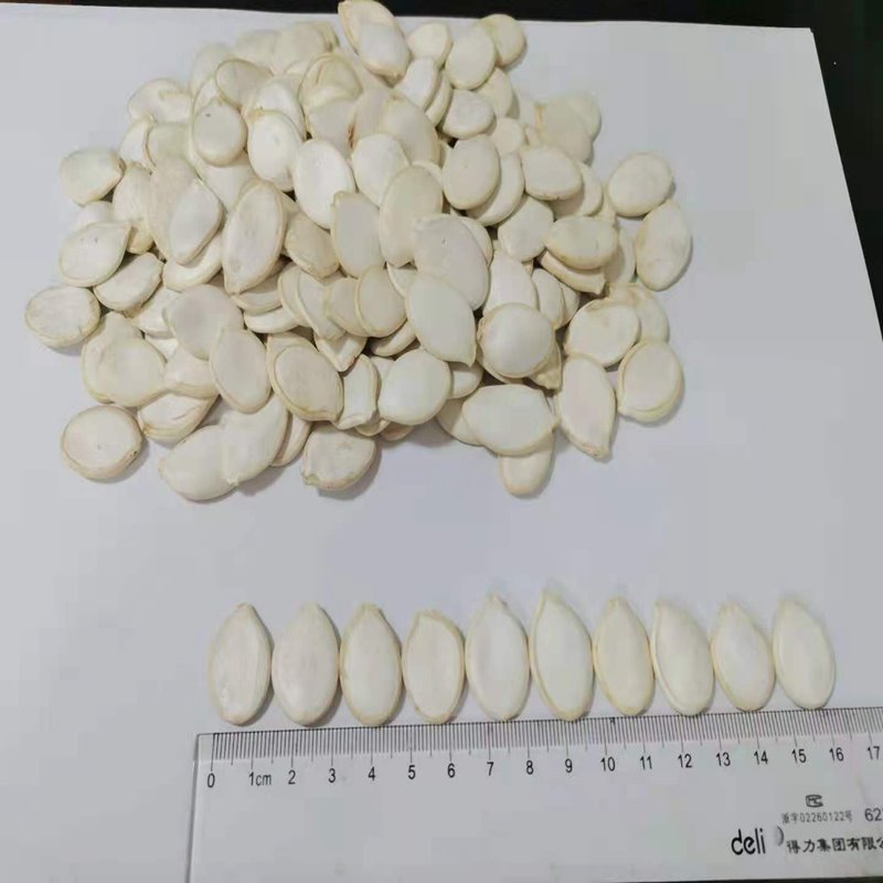 High Quality Snow White Pumpkin Seeds 16cm