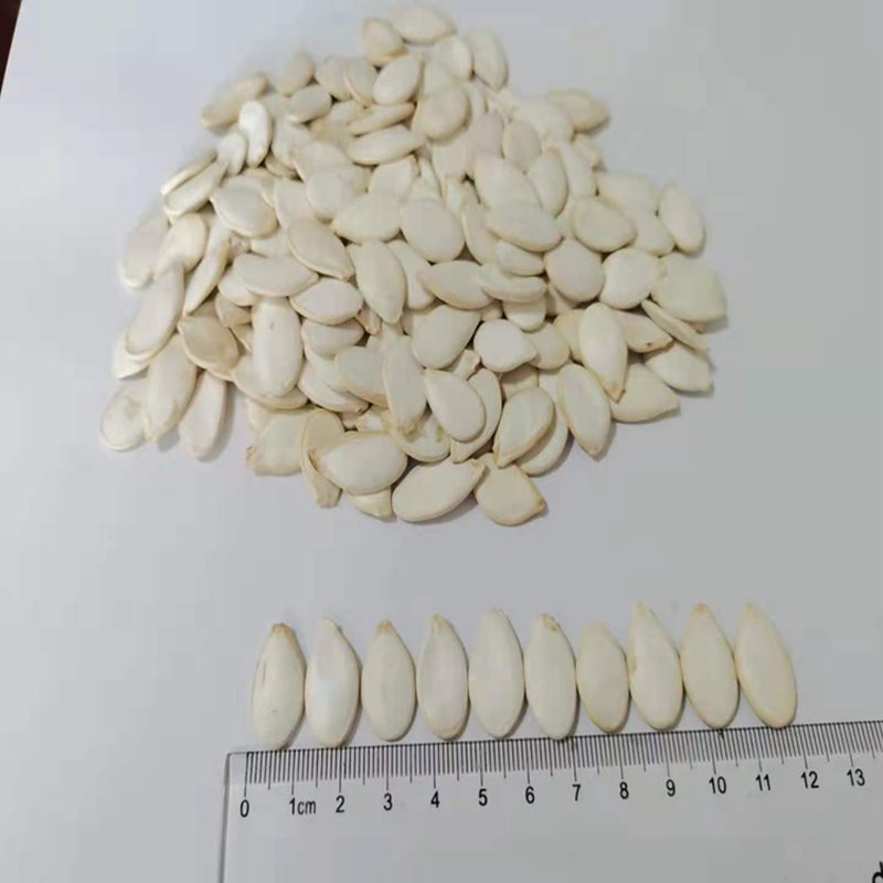 Inshell Snow White Pumpkin Seeds 12cm