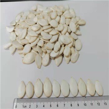 Conventional Snow White Pumpkin Seeds 13cm