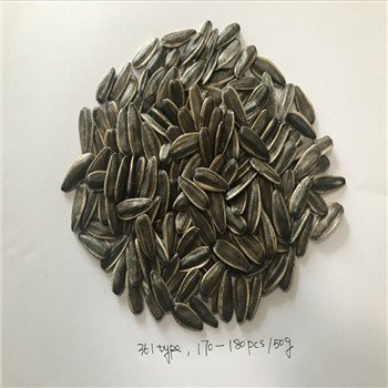 Conventional Sunflower Seeds 361type 170-180pcs Per 50g