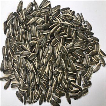 Conventional Sunflower Seeds 363type 230-240pcs Per 50g
