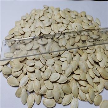High Quality Shine Skin Pumpkin Seeds 8-10mm