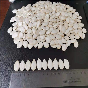 New Crop Snow White Pumpkin Seeds Supplier