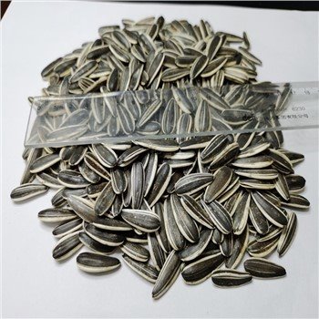 High Quality Sunflower Seeds 601type 260-270pcs Per 50g