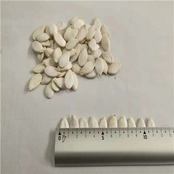 Inshell Snow White Pumpkin Seeds 11cm