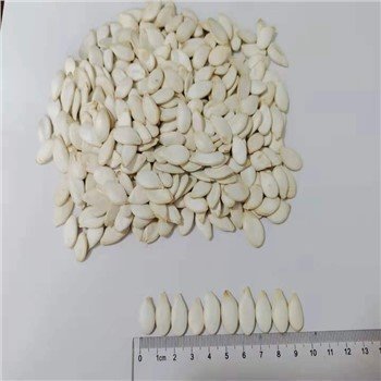 Inshell Snow White Pumpkin Seeds 9cm