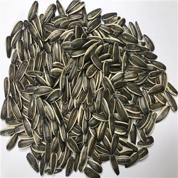 Sunflower Seeds 363type 250-260pcs Per 50g