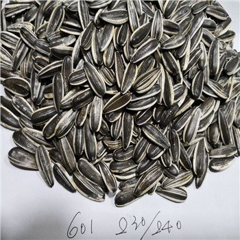 Sunflower Seeds 601type 230-240pcs Per 50g